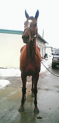 Steffie's Hope was a Bits & Bytes Farm Prospect Horse.