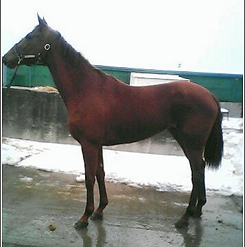 Steffie's Hope at the track. This was her Prospect photo.