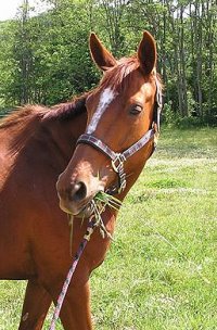 Former Bits & Bytes Farm Prospect Horse for Sale - Steffie's Hope. - June 2005