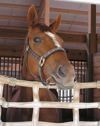 Former Bits & Bytes Farm Prospect Horse for Sale - Steffie's Hope. - June 2005