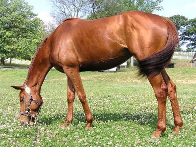 Steffie's Hope at home in North Carolina. June 16, 2005