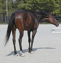 Horses for sale