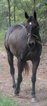 Queen's Rowdy Lad. August 25, 2007