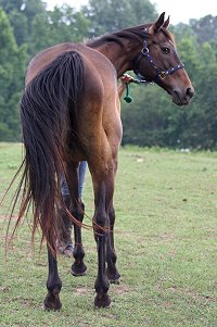 Please find this horse a new home!