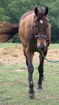 Queen's Rowdy Lad is a registered Thoroughbred horse for sale.