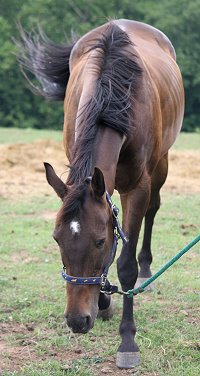 Please find this horse a new home!