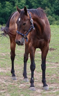 Please find this horse a new home!