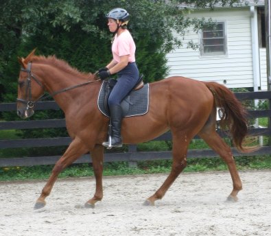 Thoroughbred for sale - Secret and Marianne