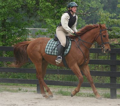 Secret - unraced Thoroughbred horse for sale