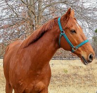 OTTB Secret is enjoying the good life in Aiken, SC