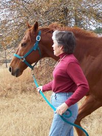 OTTB - Secret is learning dressage with his mom, Marianne, in Aiken, SC 