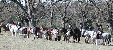 Former Bits & Bytes Farm horse - Got Um Smoke Um at Belle Meade's Opening fox hunt