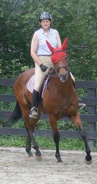 Snowdance Kid is a bay Thoroughbred horse for sale at Bits & Bytes Farm.