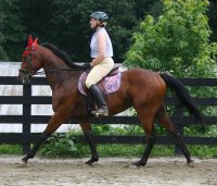 Snowdance Kid is a bay Thoroughbred horse for sale at Bits & Bytes Farm.