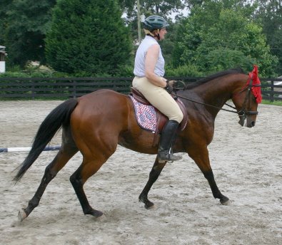 Bay Thoroughbred horse for sale at Bits & Bytes Farm - Snowdance Kid.