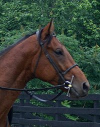 Snowdance Kid is a bay Thoroughbred horse for sale at Bits & Bytes Farm.
