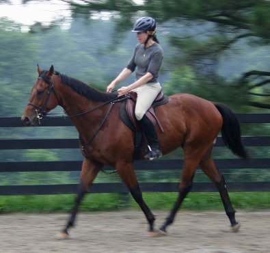Snowdance Kid is a bay Thoroughbred horse for sale at Bits & Bytes Farm.