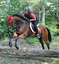 Snowdance Kid is a bay Thoroughbred horse for sale at Bits & Bytes Farm.