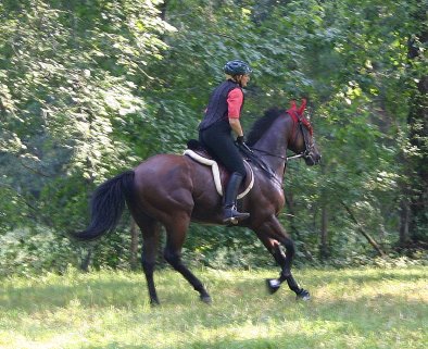 Snowdance Kid is a Thoroughbred horse for sale at Bits & Bytes Farm. 