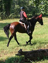 Snowdance Kid is a bay Thoroughbred horse for sale at Bits & Bytes Farm.