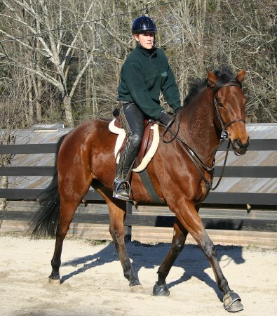 Bay Thoroughbred horse for sale at Bits & Bytes Farm - Snowdance Kid.