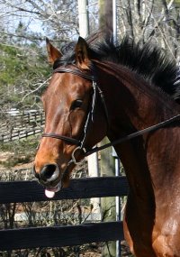 Snowdance Kid is a bay Thoroughbred Horse for Sale at Bits & Bytes Farm.