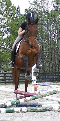 Snowdance Kid is a bay Thoroughbred horse for sale at Bits & Bytes Farm.
