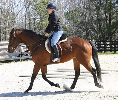Bay Thoroughbred horse for sale at Bits & Bytes Farm - Snowdance Kid.