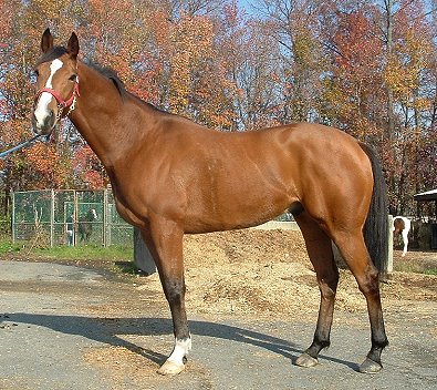 OTTB - Southern Legacy at the track in November 2006