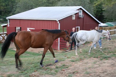Southern Legacy and Cobb County move to their new home in the north Georgia mountains near Helen, GA. September 29, 2007 