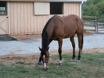 Southern Legacy relaxes in front of his new barn. September 29, 2007