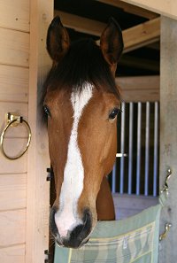 OTTB Southern Legacy is enjoying the good life now that he is retired from racing.