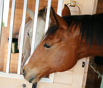 Southern Legacy and Cobb County discuss the gifts under their Christmas tree.