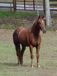 Strawboy at home in North Carolina. Ocotber 2005
