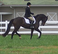 Former Bits & Bytes Farm Thoroughbred for sale - Te Conquistar is competing in both horse shows and combined training events.