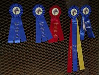 Te Conquistar (Mactavish) is winning many ribbons in jumping and eventing.