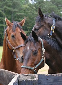 Three bay Thoroughbred horses for sale.