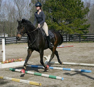 Two Thumbs Up begins his jumping training by trotting over poles.
