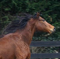 Touchthesune is a Thoroughbred Horse for Sale at Bits & Bytes Farm.