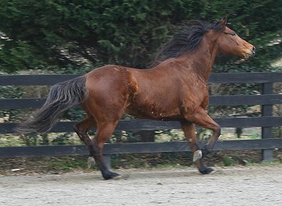 Dressage and eventing prospect horse for sale.