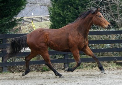 Dressage and eventing prospect horse for sale.