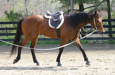 Touchthesun has learned to lunge.