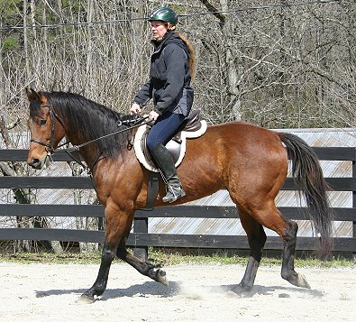 Bay Thoroughbred horse for sale - Touchthesun - March 25, 2006