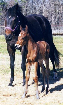 Tucks St. Aly and his mom Tucks Beau. February 27, 1999