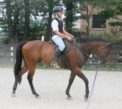 Tuck's St Aly is another new thoroughbred horse for sale at Bits & Bytes Farm.