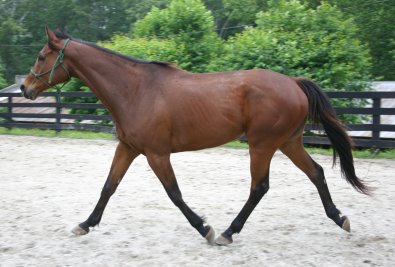 17 hand Dressage prospect horse for sale.