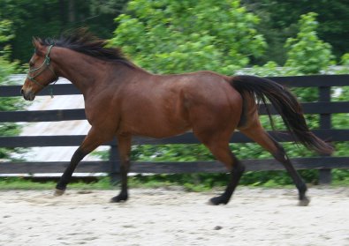 Bay Thoroughbred horse for sale.