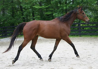 Dressage prospect horse for sale.