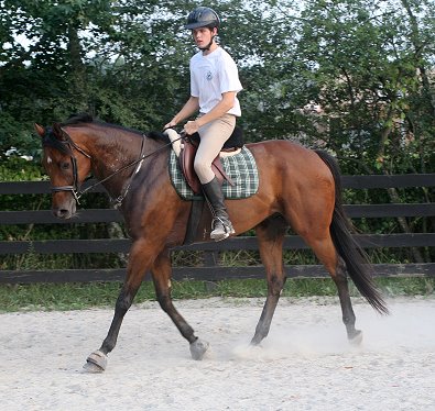 Bay Thoroughbred horse for sale - Tuck's St. Aly - August 14, 2006 