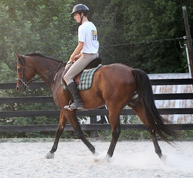 Tuck's St. Aly would excel in dressage. 